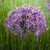 Csillagvirágú díszhagyma – Allium cristophii