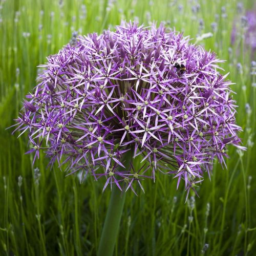 Csillagvirágú díszhagyma – Allium cristophii