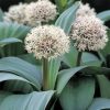 Turkesztáni díszhagyma – Allium karataviense