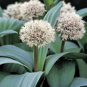 Turkesztáni díszhagyma – Allium karataviense