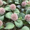Turkesztáni díszhagyma – Allium karataviense