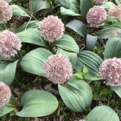 Turkesztáni díszhagyma – Allium karataviense