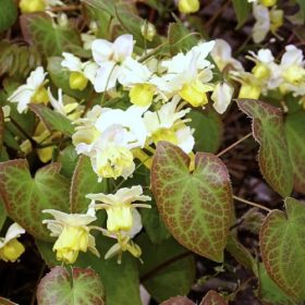   Tarka püspöksüvegvirág – Epimedium × versicolor 'Sulphureum'
