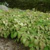 Tarka püspöksüvegvirág – Epimedium × versicolor 'Sulphureum'