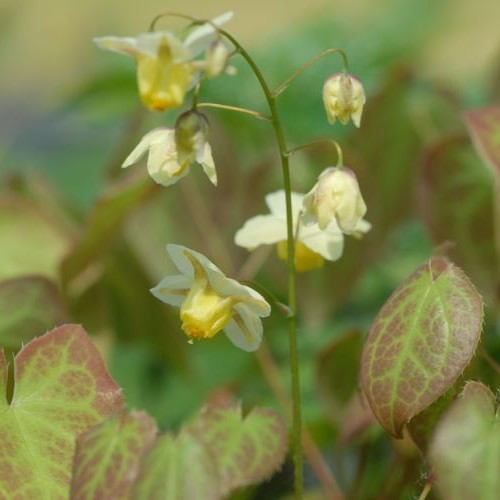 Tarka püspöksüvegvirág – Epimedium × versicolor 'Sulphureum'