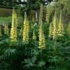 Csillagfürt – Lupinus 'Chandelier'