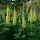 Csillagfürt – Lupinus 'Chandelier'