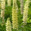 Csillagfürt – Lupinus 'Chandelier'