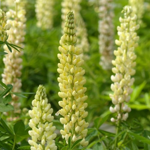 Csillagfürt – Lupinus 'Chandelier'