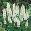Csillagfürt – Lupinus 'Noble Maiden'