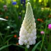 Csillagfürt – Lupinus 'Noble Maiden'