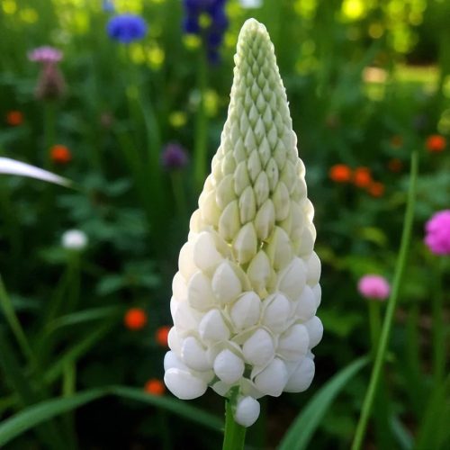 Csillagfürt – Lupinus 'Noble Maiden'
