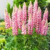Csillagfürt – Lupinus 'The Chatelaine'