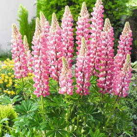 Csillagfürt – Lupinus 'The Chatelaine'