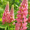 Csillagfürt – Lupinus 'The Chatelaine'