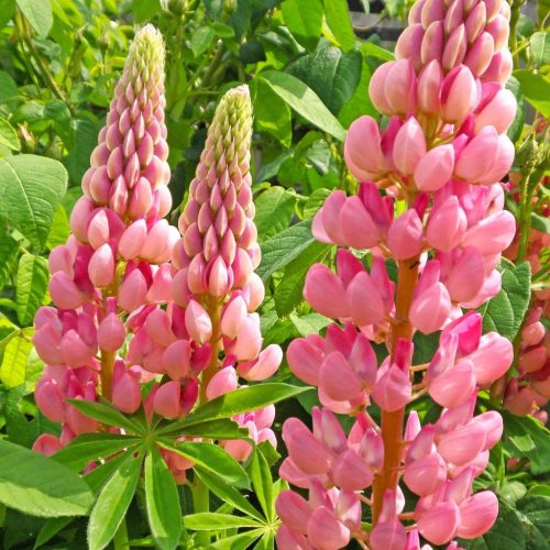Csillagfürt – Lupinus 'The Chatelaine'