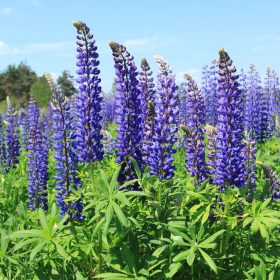 Csillagfürt – Lupinus 'The Governor'