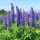 Csillagfürt – Lupinus 'The Governor'