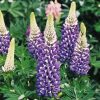 Csillagfürt – Lupinus 'The Governor'