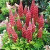 Csillagfürt – Lupinus 'The Pages'