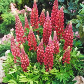 Csillagfürt – Lupinus 'The Pages'