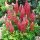 Csillagfürt – Lupinus 'The Pages'