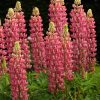 Csillagfürt – Lupinus 'The Pages'
