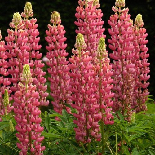 Csillagfürt – Lupinus 'The Pages'