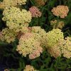 Cickafark – Achillea millefolium 