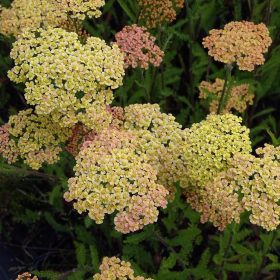 Cickafark – Achillea millefolium 