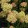Cickafark – Achillea millefolium 