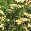 Cickafark – Achillea millefolium 