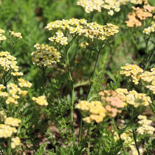 Cickafark – Achillea millefolium 