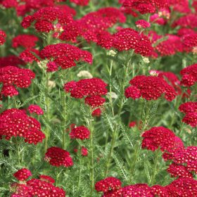 Cickafark – Achillea millefolium 'Red Velvet'