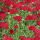 Cickafark – Achillea millefolium 'Red Velvet'