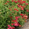 Cickafark – Achillea millefolium 'Red Velvet'