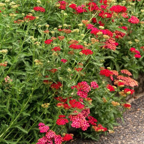 Cickafark – Achillea millefolium 'Red Velvet'