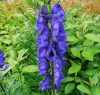 Sisakvirág – Aconitum napellus