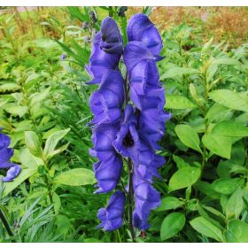 Sisakvirág – Aconitum napellus