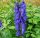 Sisakvirág – Aconitum napellus
