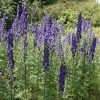 Sisakvirág – Aconitum napellus