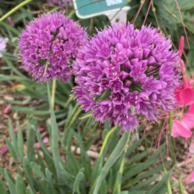 Díszhagyma – Allium 'Little Sapphire'