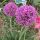 Díszhagyma – Allium 'Little Sapphire'