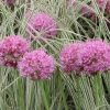 Díszhagyma – Allium 'Little Sapphire'