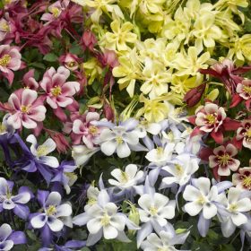 Harangláb mix – Aquilegia