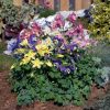 Harangláb mix – Aquilegia