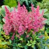 Astilbe japonica 'Bremen'