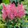Astilbe japonica 'Bremen'