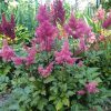 Astilbe japonica 'Bremen'