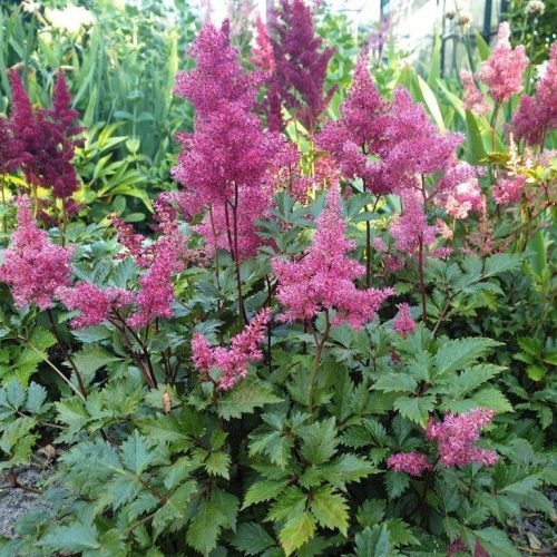 Astilbe japonica 'Bremen'